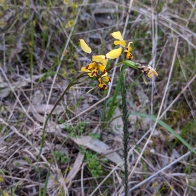 Diuris pardina (Leopard Doubletail) at Glenroy, NSW - 15 Sep 2021 by Darcy