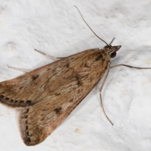 Achyra affinitalis at Melba, ACT - 11 Sep 2021 07:50 PM