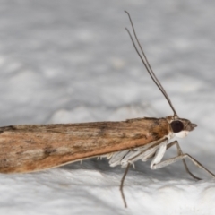 Achyra affinitalis at Melba, ACT - 11 Sep 2021 07:50 PM