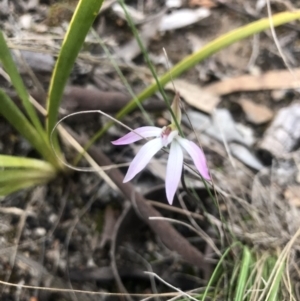 Caladenia fuscata at Aranda, ACT - 15 Sep 2021