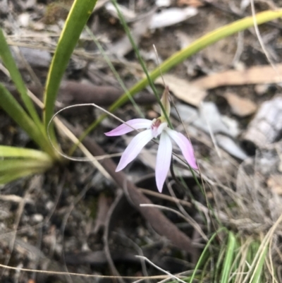 Caladenia fuscata (Dusky Fingers) at Aranda, ACT - 15 Sep 2021 by JasonC