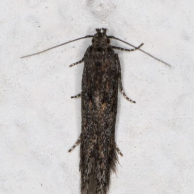 Gelechioidea (superfamily) (Unidentified Gelechioid moth) at Melba, ACT - 11 Sep 2021 by kasiaaus