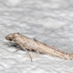 Epermenia exilis (Shark Moth (family Epermeniidae)) at Melba, ACT - 11 Sep 2021 by kasiaaus