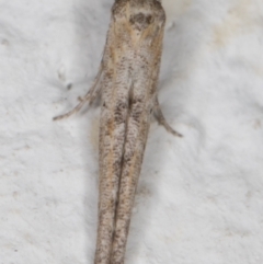 Epermenia exilis at Melba, ACT - 11 Sep 2021 07:55 PM