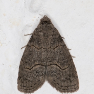 Calathusa sp nr dispila at Melba, ACT - 12 Sep 2021