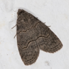 Calathusa sp nr dispila at Melba, ACT - 12 Sep 2021