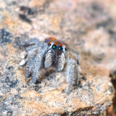 Maratus calcitrans (Kicking peacock spider) at Bruce Ridge to Gossan Hill - 15 Sep 2021 by Harrisi
