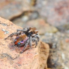 Maratus calcitrans at Bruce, ACT - suppressed