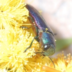Melobasis thoracica (A jewel beetle) at Bruce Ridge to Gossan Hill - 15 Sep 2021 by Harrisi