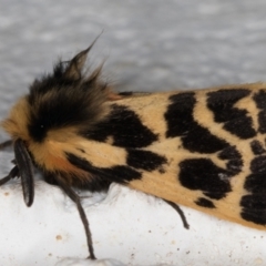 Ardices curvata (Crimson Tiger Moth) at Melba, ACT - 12 Sep 2021 by kasiaaus