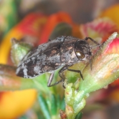 Diphucrania acuducta (Acuducta jewel beetle) at Bruce, ACT - 15 Sep 2021 by Harrisi