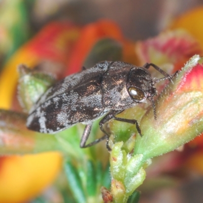 Diphucrania acuducta (Acuducta jewel beetle) at Bruce Ridge to Gossan Hill - 15 Sep 2021 by Harrisi