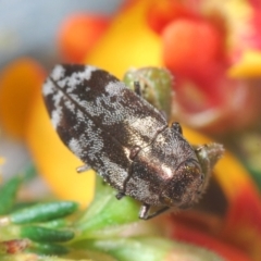 Diphucrania acuducta at Bruce, ACT - 15 Sep 2021