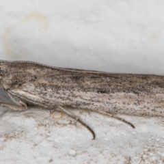 Meyrickiella homosema (Grey Snout Moth) at Melba, ACT - 12 Sep 2021 by kasiaaus