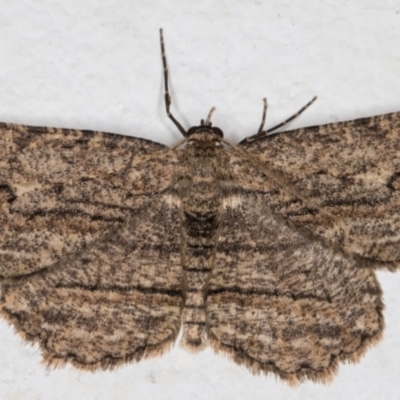 Ectropis excursaria (Common Bark Moth) at Melba, ACT - 12 Sep 2021 by kasiaaus