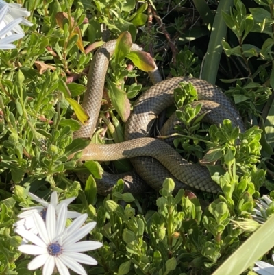 Pseudonaja textilis (Eastern Brown Snake) at Queanbeyan, NSW - 14 Sep 2021 by Ozflyfisher