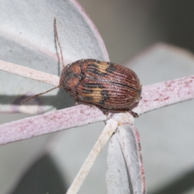 Cadmus (Cadmus) crucicollis (Leaf beetle) at Scullin, ACT - 14 Sep 2021 by AlisonMilton