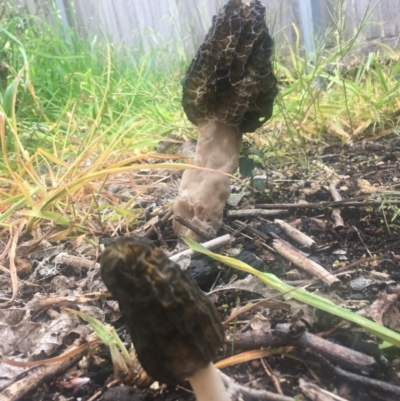 Morchella elata group (Morel) at Holder, ACT - 16 Sep 2021 by MattBeitzel