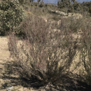 Kunzea parvifolia at Kambah, ACT - 11 Sep 2021 01:34 PM