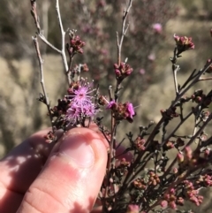 Kunzea parvifolia at Kambah, ACT - 11 Sep 2021 01:34 PM