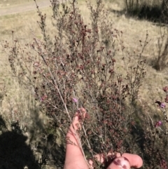 Kunzea parvifolia at Kambah, ACT - 11 Sep 2021