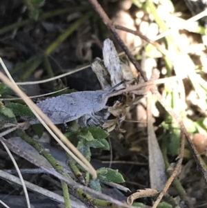 Goniaea opomaloides at Tuggeranong DC, ACT - 11 Sep 2021