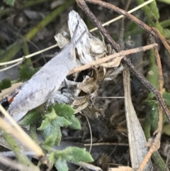 Goniaea opomaloides at Tuggeranong DC, ACT - 11 Sep 2021