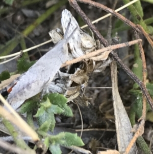 Goniaea opomaloides at Tuggeranong DC, ACT - 11 Sep 2021