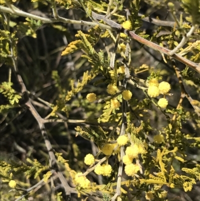 Acacia cardiophylla (Wyalong Wattle) at Kambah, ACT - 11 Sep 2021 by Tapirlord