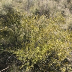 Acacia cardiophylla at Kambah, ACT - 11 Sep 2021