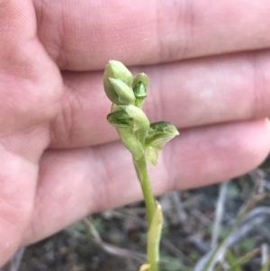 Hymenochilus sp. at Kambah, ACT - suppressed