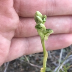 Hymenochilus sp. at Kambah, ACT - suppressed