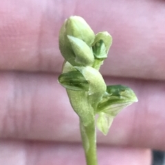 Hymenochilus sp. at Kambah, ACT - suppressed