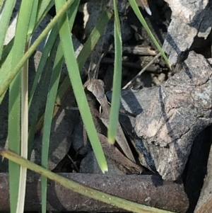 Cryptobothrus chrysophorus at Kambah, ACT - 11 Sep 2021