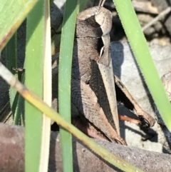 Cryptobothrus chrysophorus at Kambah, ACT - 11 Sep 2021