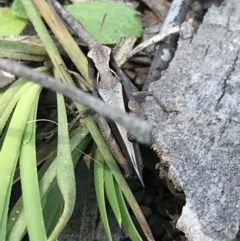 Cryptobothrus chrysophorus at Kambah, ACT - 11 Sep 2021