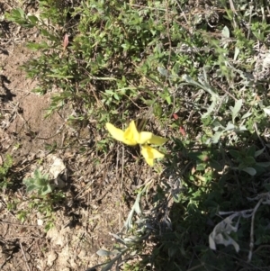 Diuris chryseopsis at Kambah, ACT - suppressed