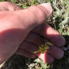 Diuris chryseopsis at Kambah, ACT - suppressed