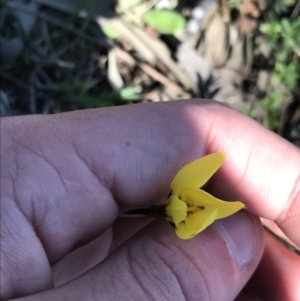 Diuris chryseopsis at Kambah, ACT - suppressed