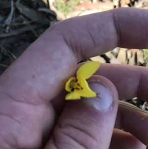 Diuris chryseopsis at Kambah, ACT - suppressed