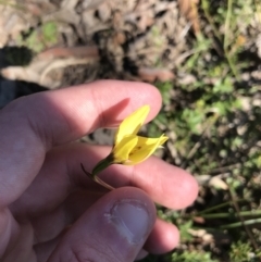 Diuris chryseopsis at Kambah, ACT - suppressed