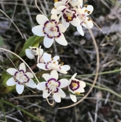 Wurmbea dioica subsp. dioica (Early Nancy) at Kambah, ACT - 11 Sep 2021 by Tapirlord