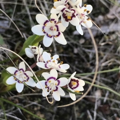 Wurmbea dioica subsp. dioica (Early Nancy) at Kambah, ACT - 11 Sep 2021 by Tapirlord