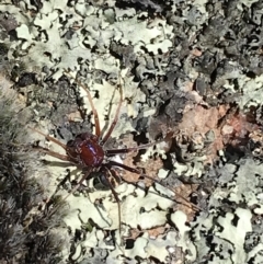 Habronestes sp. (genus) (An ant-eating spider) at Mount Taylor - 11 Sep 2021 by Tapirlord