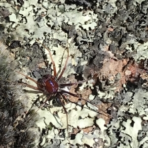 Habronestes sp. (genus) at Kambah, ACT - 11 Sep 2021