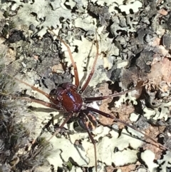 Habronestes sp. (genus) at Kambah, ACT - 11 Sep 2021