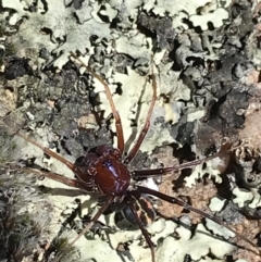 Habronestes sp. (genus) at Kambah, ACT - 11 Sep 2021