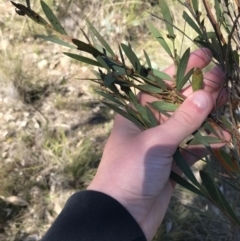 Acacia penninervis var. penninervis (Hickory Wattle) at Kambah, ACT - 11 Sep 2021 by Tapirlord