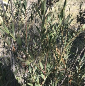 Acacia penninervis var. penninervis at Kambah, ACT - 11 Sep 2021