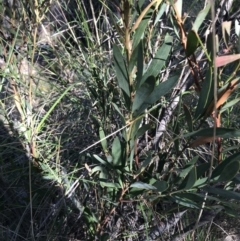 Acacia penninervis var. penninervis at Kambah, ACT - 11 Sep 2021